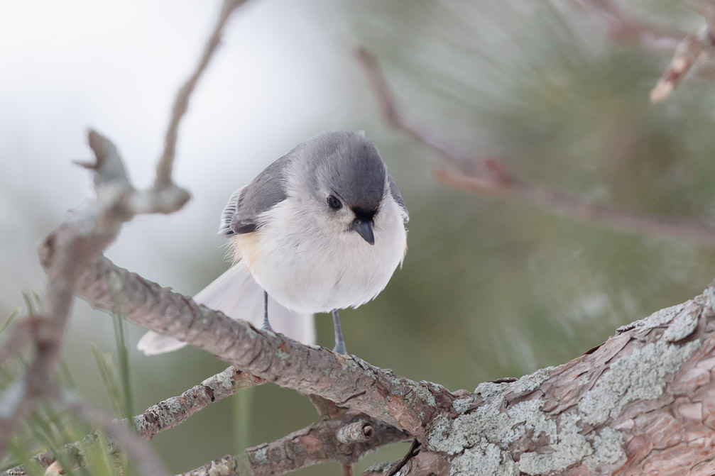 Canon EOS 7D Mark II EF600mm f/4L IS II USM 1/1250 sec at f / 4.5 ISO 1600 1 EV