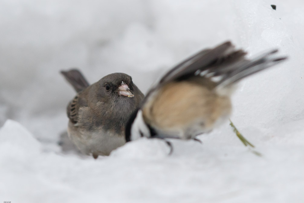 Canon EOS 7D Mark II EF600mm f/4L IS II USM 1/5000 sec at f / 4.5 ISO 1600 1 EV