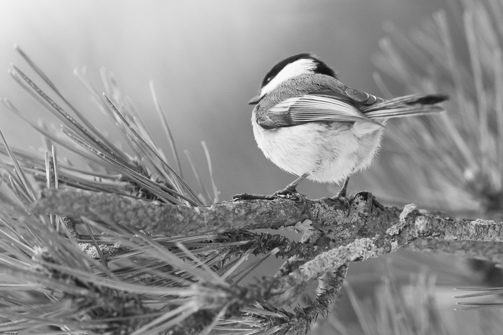 Canon EOS 7D Mark II EF600mm f/4L IS II USM 1/800 sec at f / 4.5 ISO 1600 1 EV