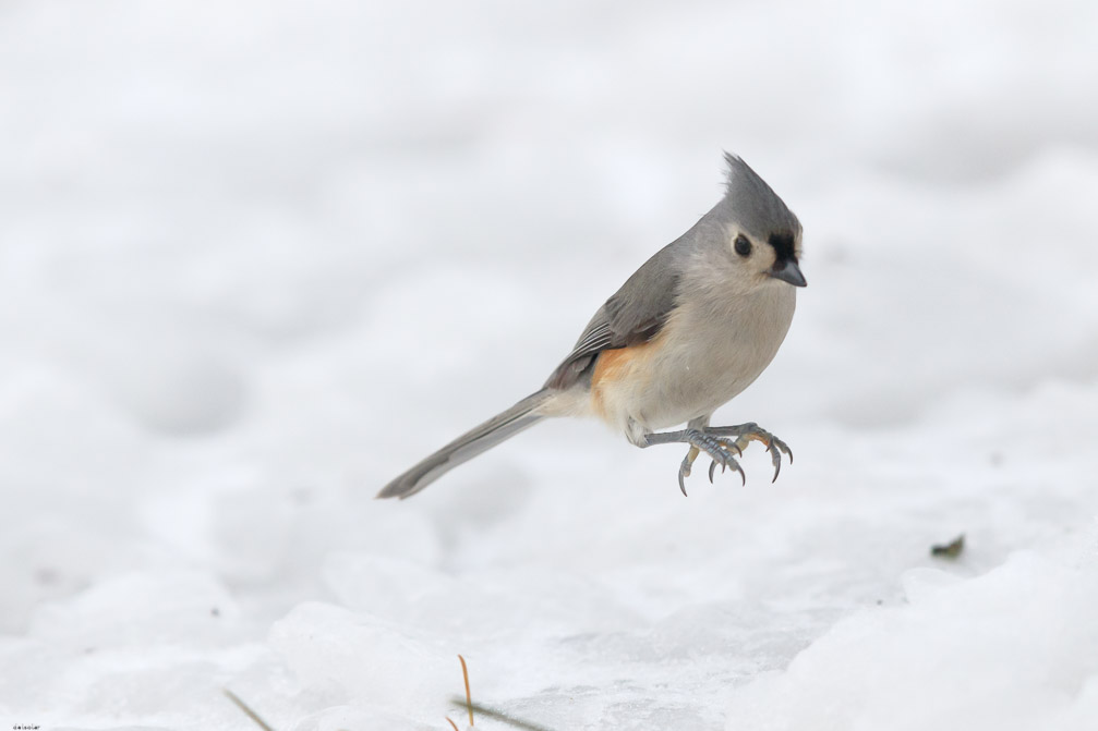 Canon EOS 7D Mark II EF600mm f/4L IS II USM 1/8000 sec at f / 4.5 ISO 1600 1 EV