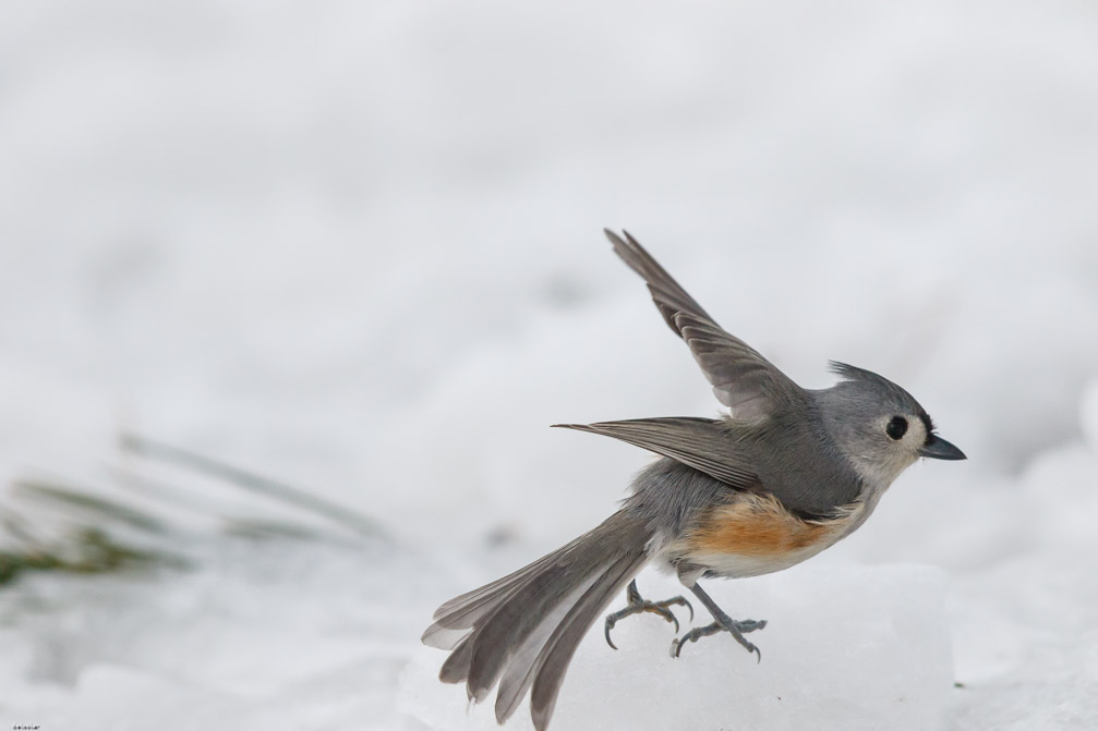 Canon EOS 7D Mark II EF600mm f/4L IS II USM 1/8000 sec at f / 4.5 ISO 1600 1 EV