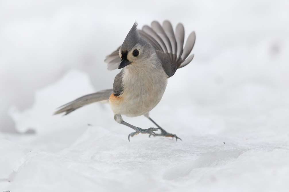 Canon EOS 7D Mark II EF600mm f/4L IS II USM 1/6400 sec at f / 4.5 ISO 1600 1 EV