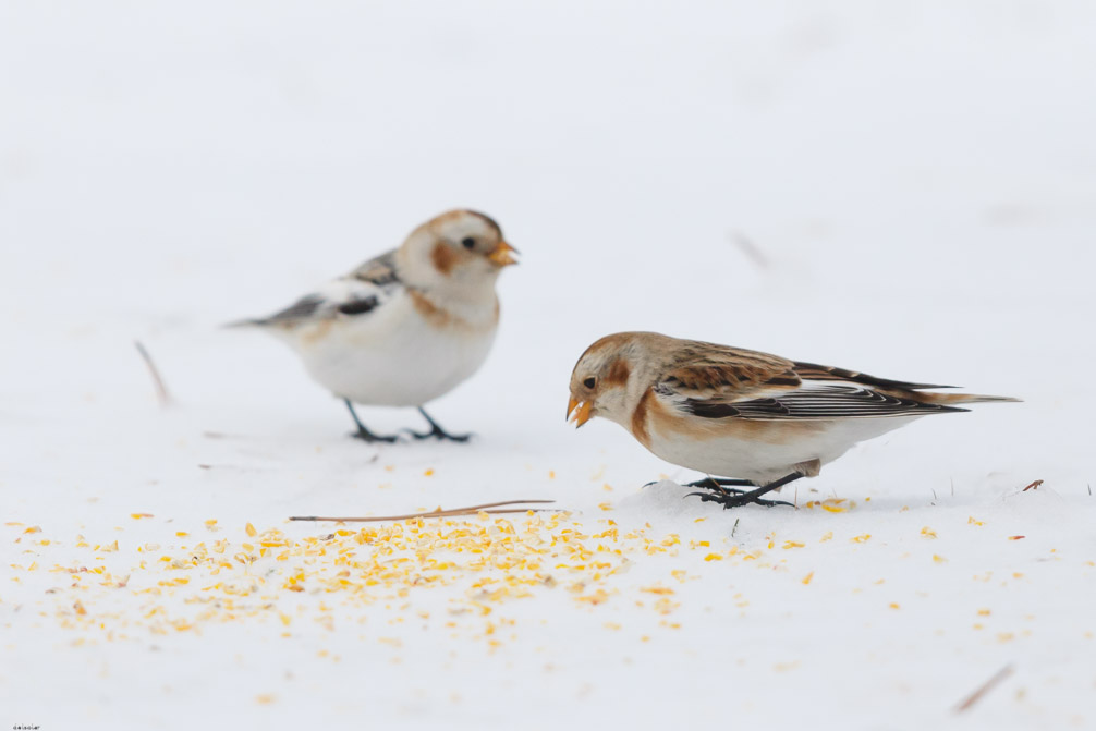 Canon EOS 7D Mark II EF600mm f/4L IS II USM 1/8000 sec at f / 4.5 ISO 1600 1 EV