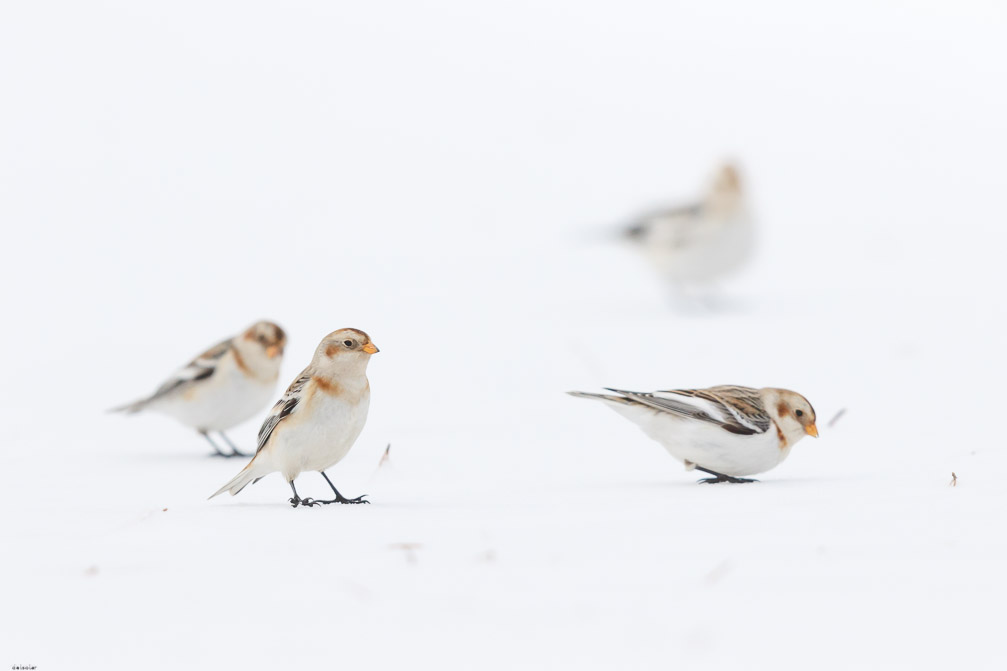 Canon EOS 7D Mark II EF600mm f/4L IS II USM 1/8000 sec at f / 4.5 ISO 1600 1 EV