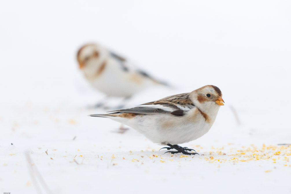 Canon EOS 7D Mark II EF600mm f/4L IS II USM 1/8000 sec at f / 4.5 ISO 1600 1 EV