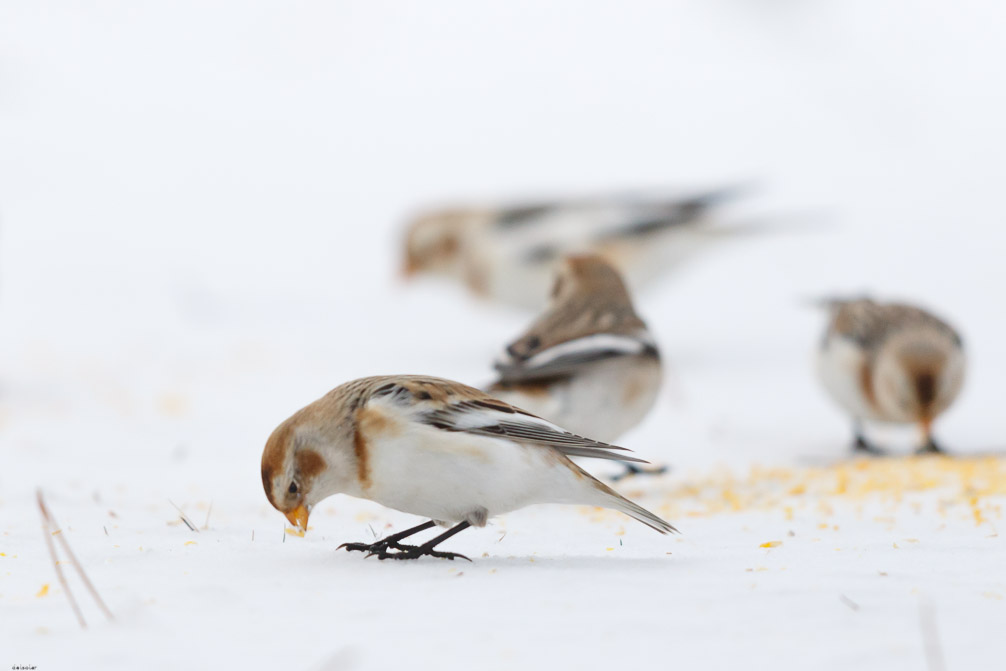 Canon EOS 7D Mark II EF600mm f/4L IS II USM 1/8000 sec at f / 4.5 ISO 1600 1 EV