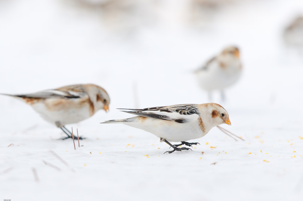 Canon EOS 7D Mark II EF600mm f/4L IS II USM 1/8000 sec at f / 4.5 ISO 1600 1 EV