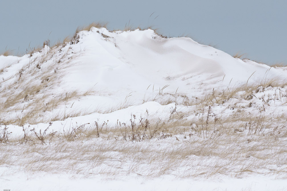 ILCE-7M3 DT 100-400mm F4.5-5.6 SAM 1/1000 sec at f / 10 ISO 1250 3/10 EV