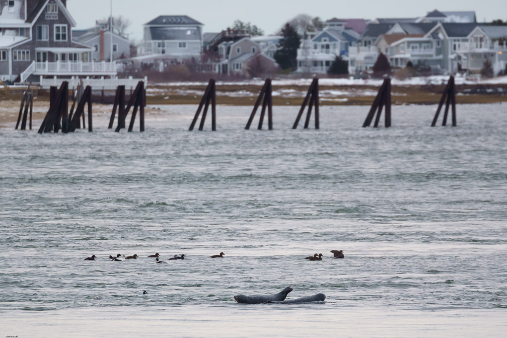 ILCE-7M3 DT 100-400mm F4.5-5.6 SAM 1/1000 sec at f / 5.6 ISO 1250 3/10 EV