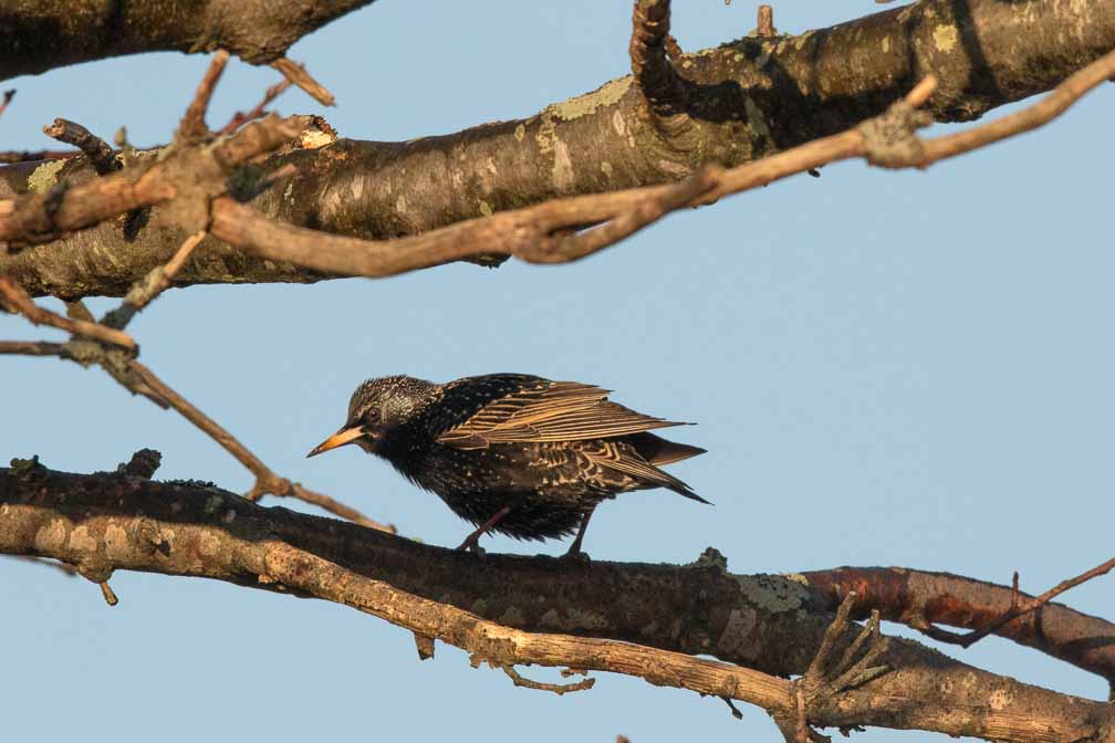 Canon EOS 7D Mark II  --  EF600mm f/4L IS II USM -- 1/1600 sec at f / 11 -- ISO 800 -- 1/3 EV -- 