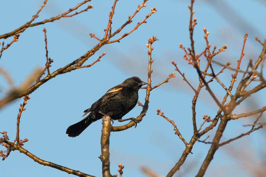 Canon EOS 7D Mark II  --  EF600mm f/4L IS II USM -- 1/1600 sec at f / 10 -- ISO 800 -- 1/3 EV -- 