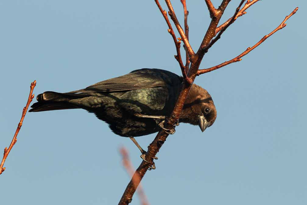 Canon EOS 7D Mark II  --  EF600mm f/4L IS II USM -- 1/1600 sec at f / 7.1 -- ISO 800 -- 1/3 EV -- 