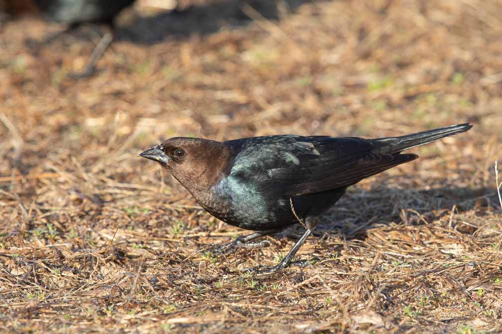 Canon EOS 7D Mark II  --  EF600mm f/4L IS II USM -- 1/640 sec at f / 7.1 -- ISO 400 -- 1/3 EV -- 