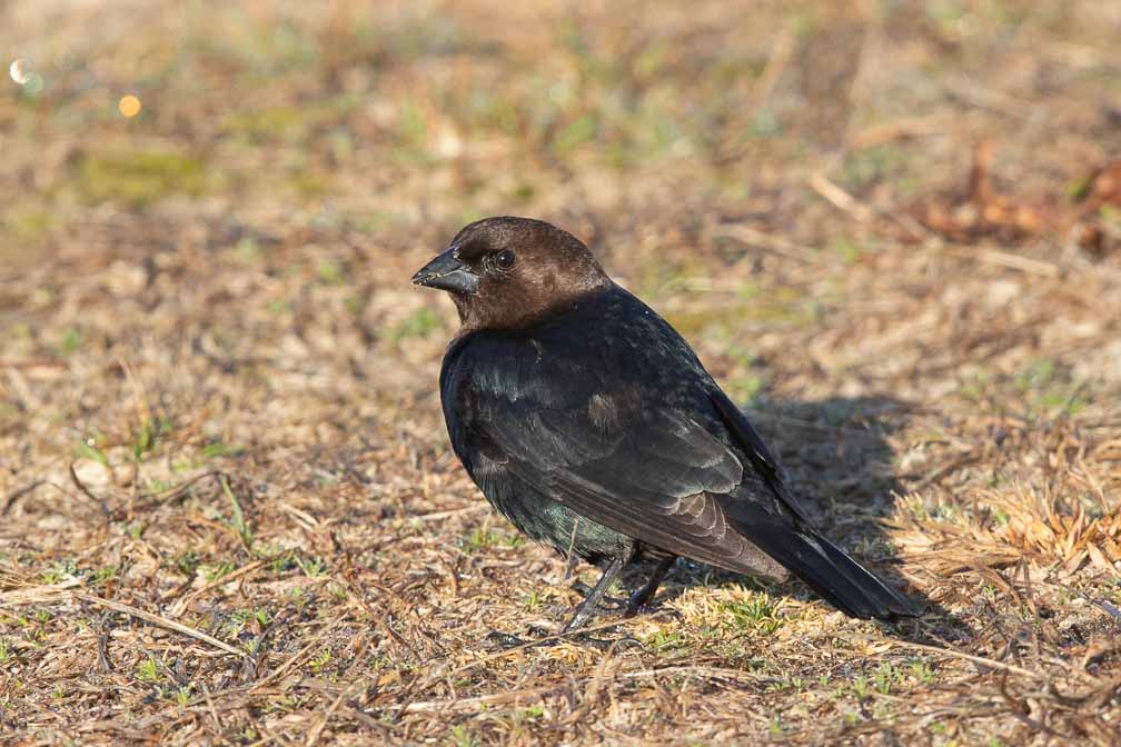 Canon EOS 7D Mark II  --  EF600mm f/4L IS II USM -- 1/640 sec at f / 8.0 -- ISO 400 -- 1/3 EV -- 