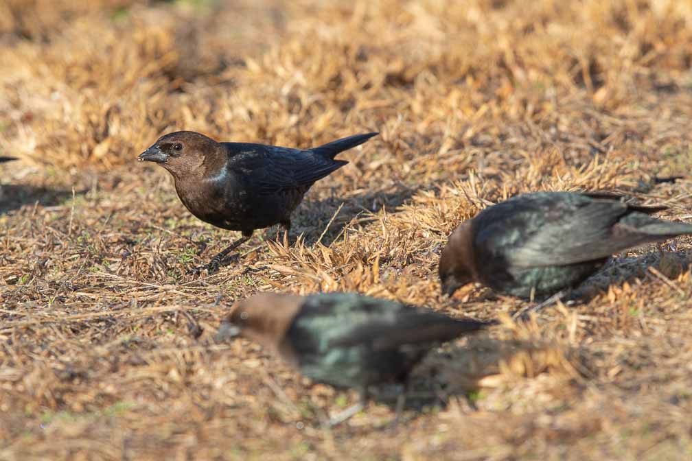 Canon EOS 7D Mark II  --  EF600mm f/4L IS II USM -- 1/640 sec at f / 8.0 -- ISO 400 -- 1/3 EV -- 