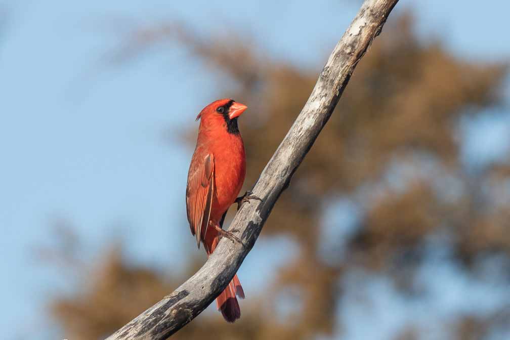 Canon EOS 7D Mark II  --  EF600mm f/4L IS II USM -- 1/500 sec at f / 10 -- ISO 200 -- 1/3 EV -- 