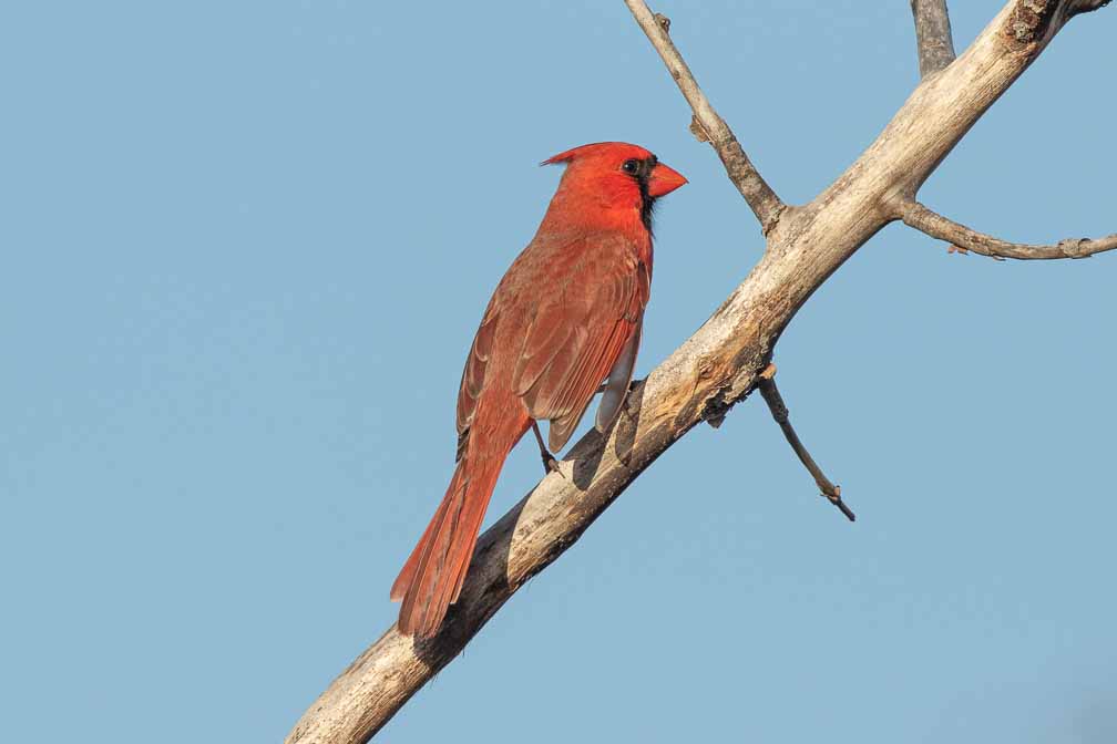 Canon EOS 7D Mark II  --  EF600mm f/4L IS II USM -- 1/2000 sec at f / 7.1 -- ISO 200 -- 1/3 EV -- 