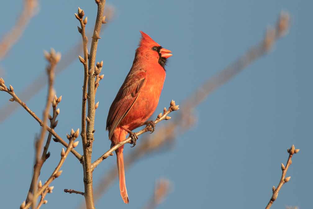 Canon EOS 7D Mark II  --  EF600mm f/4L IS II USM -- 1/2000 sec at f / 4.5 -- ISO 200 -- 1/3 EV -- 
