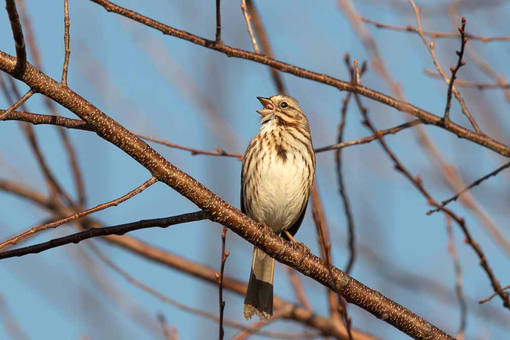 Canon EOS 7D Mark II  --  EF600mm f/4L IS II USM -- 1/1000 sec at f / 8.0 -- ISO 200 -- 1/3 EV -- 