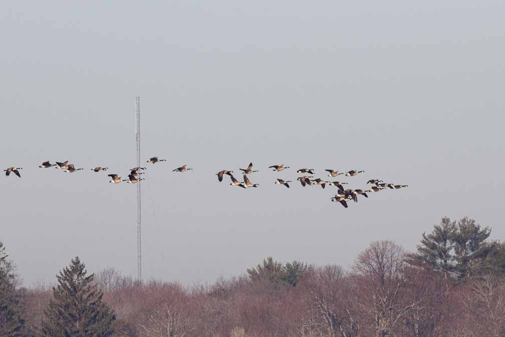 Canon EOS 7D Mark II  --  EF600mm f/4L IS II USM -- 1/1000 sec at f / 10 -- ISO 200 -- 1/3 EV -- 