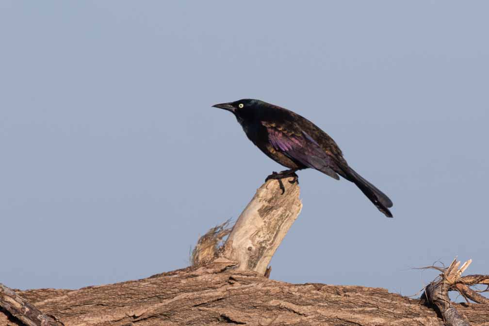 Canon EOS 7D Mark II  --  EF600mm f/4L IS II USM -- 1/2500 sec at f / 5.6 -- ISO 200 -- 1/3 EV -- 