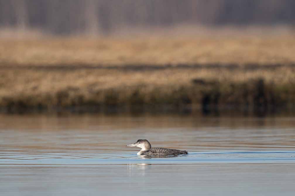 Canon EOS 7D Mark II  --  EF600mm f/4L IS II USM -- 1/2500 sec at f / 4.5 -- ISO 200 -- 1/3 EV -- 