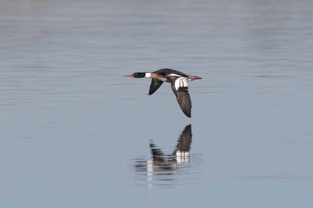 Canon EOS 7D Mark II  --  EF600mm f/4L IS II USM -- 1/2500 sec at f / 6.3 -- ISO 200 -- 1/3 EV -- 