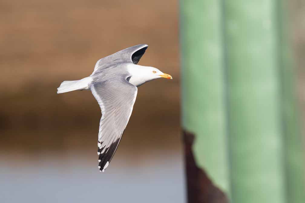 Canon EOS 7D Mark II  --  EF600mm f/4L IS II USM -- 1/2500 sec at f / 5.0 -- ISO 200 -- 1/3 EV -- 