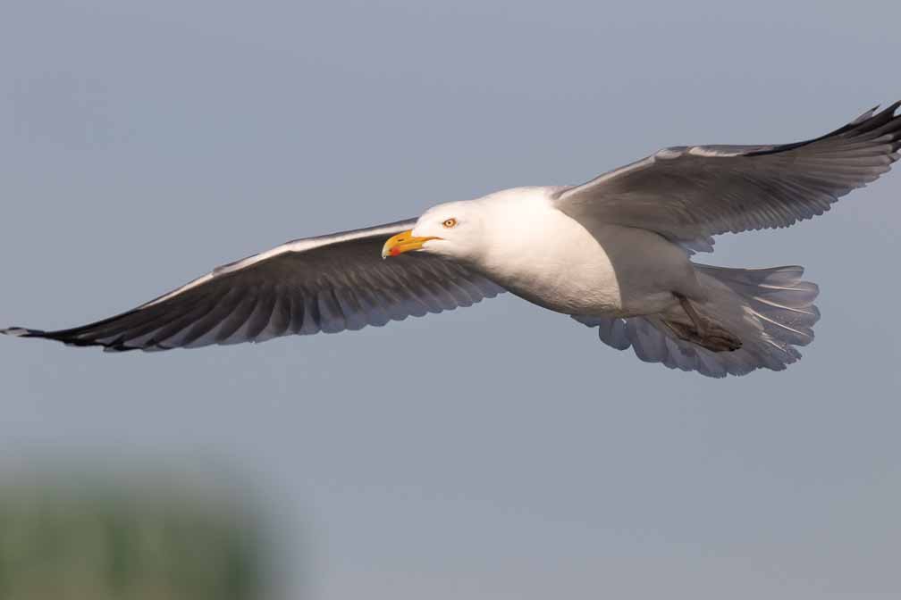 Canon EOS 7D Mark II  --  EF600mm f/4L IS II USM -- 1/2500 sec at f / 8.0 -- ISO 200 -- 1/3 EV -- 