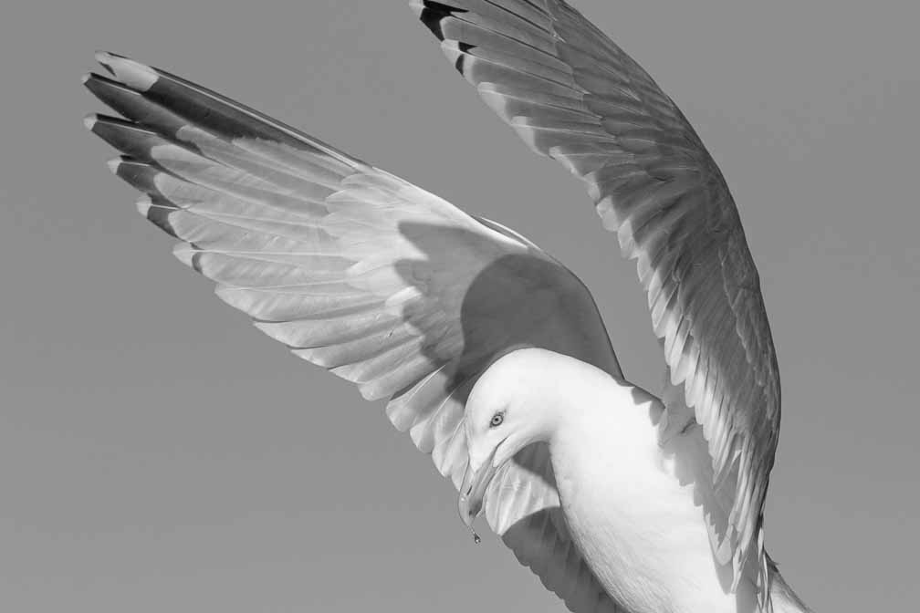 Canon EOS 7D Mark II  --  EF600mm f/4L IS II USM -- 1/2500 sec at f / 9.0 -- ISO 200 -- 1/3 EV -- 