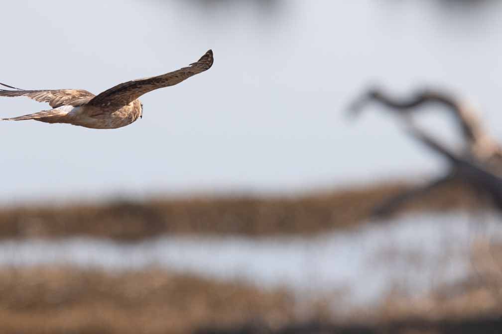 Canon EOS 7D Mark II  --  EF600mm f/4L IS II USM -- 1/2500 sec at f / 5.6 -- ISO 200 -- 1/3 EV -- 