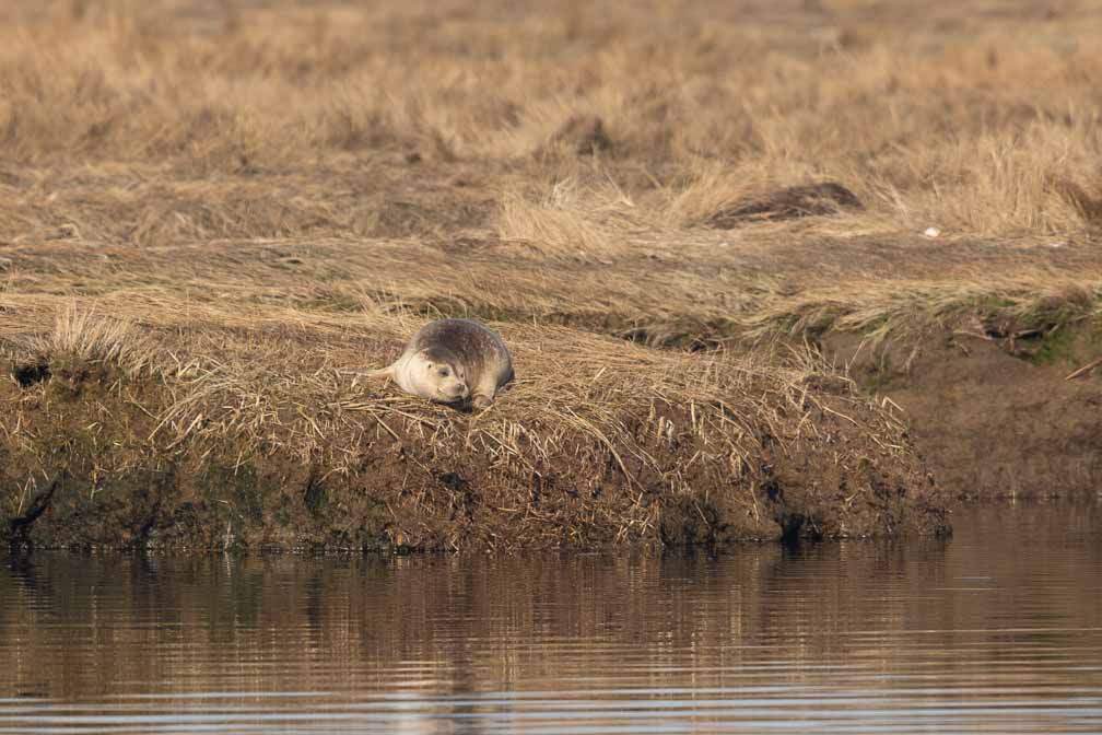 Canon EOS 7D Mark II  --  EF600mm f/4L IS II USM -- 1/2500 sec at f / 4.5 -- ISO 200 -- 1/3 EV -- 