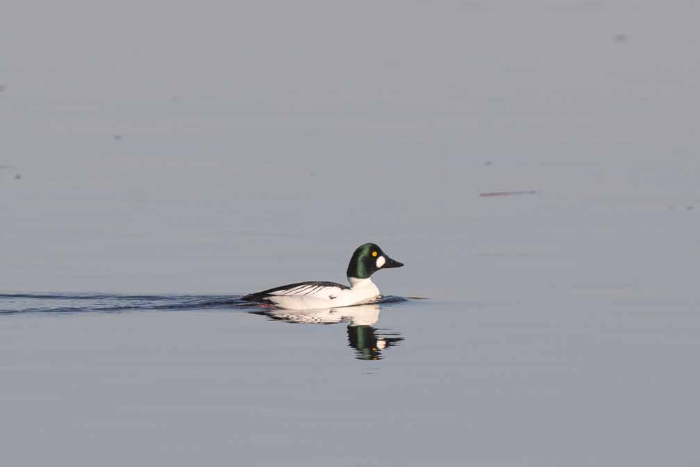 Canon EOS 7D Mark II  --  EF600mm f/4L IS II USM -- 1/2500 sec at f / 7.1 -- ISO 200 -- 1/3 EV -- 