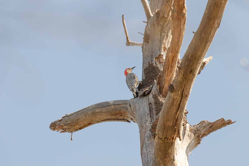 Canon EOS 7D Mark II  --  EF600mm f/4L IS II USM -- 1/1000 sec at f / 6.3 -- ISO 200 -- 0 EV -- 