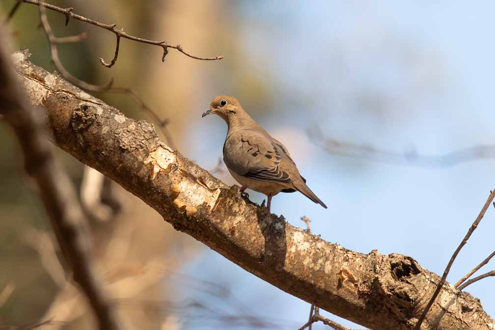 Canon EOS 7D Mark II  --  EF600mm f/4L IS II USM -- 1/1000 sec at f / 5.0 -- ISO 200 -- 0 EV -- 