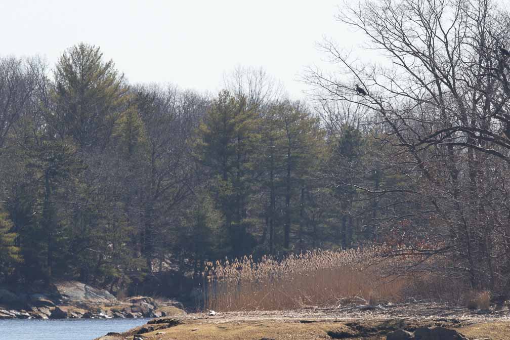 Canon EOS 7D Mark II  --  EF600mm f/4L IS II USM -- 1/500 sec at f / 9.0 -- ISO 200 -- 0 EV -- 