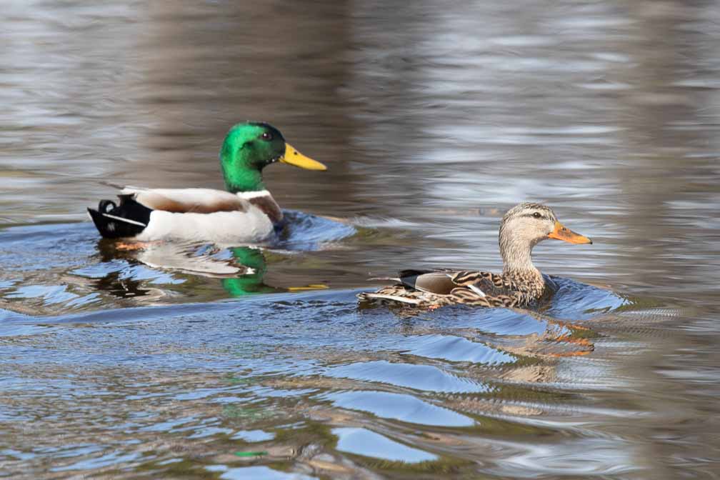 Canon EOS 7D Mark II  --  EF600mm f/4L IS II USM -- 1/500 sec at f / 8.0 -- ISO 200 -- 0 EV -- 