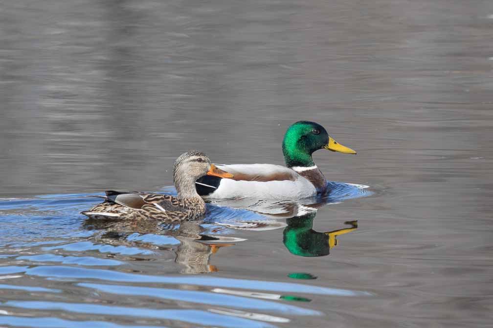 Canon EOS 7D Mark II  --  EF600mm f/4L IS II USM -- 1/500 sec at f / 8.0 -- ISO 200 -- 0 EV -- 