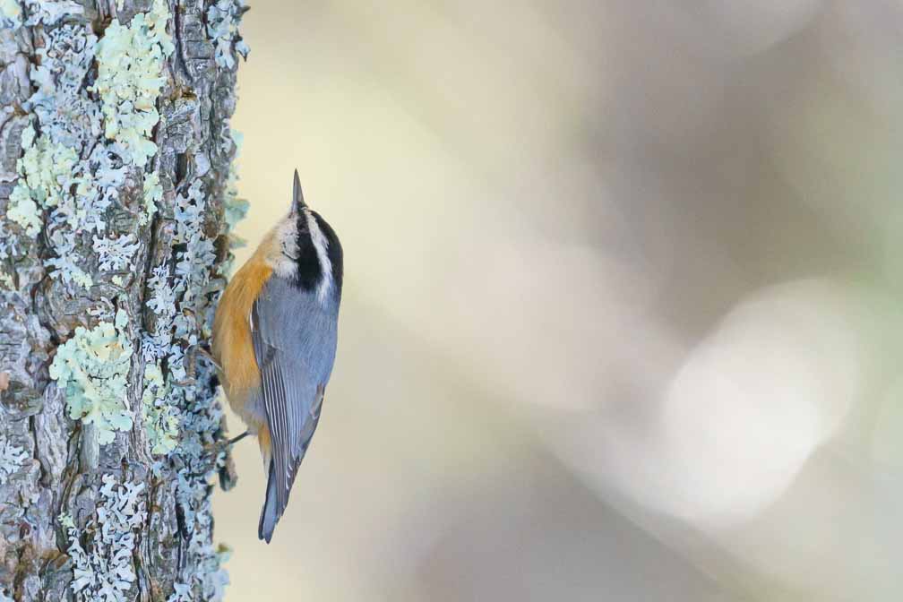 ILCE-6600  --  FE 200-600mm F5.6-6.3 G OSS -- 1/2000 sec at f / 6.3 -- ISO 3200 -- 0 EV -- 