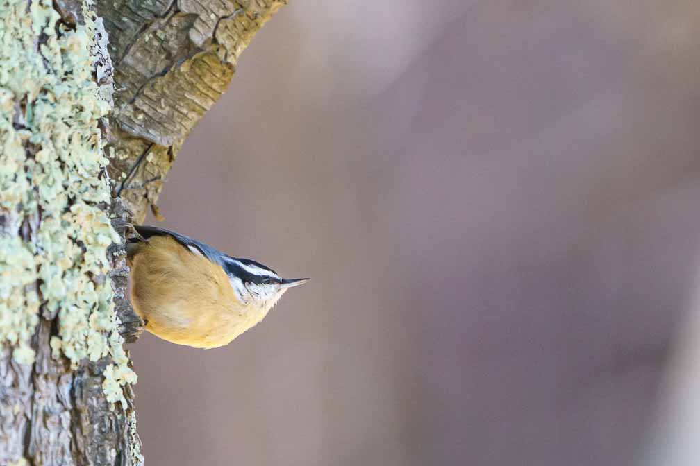 ILCE-6600  --  FE 200-600mm F5.6-6.3 G OSS -- 1/2000 sec at f / 6.3 -- ISO 6400 -- 0 EV -- 