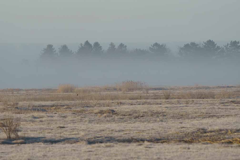 ILCE-6600  --  FE 200-600mm F5.6-6.3 G OSS -- 1/1600 sec at f / 7.1 -- ISO 1250 -- 0 EV -- 