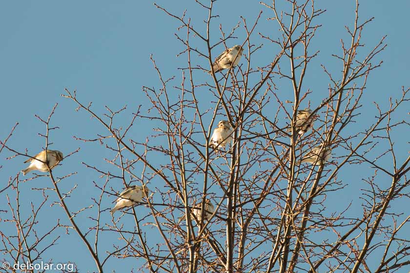 Canon EOS 7D Mark II  --  379 mm  --  EF100-400mm f/4.5-5.6L IS II USM +1.4x III  