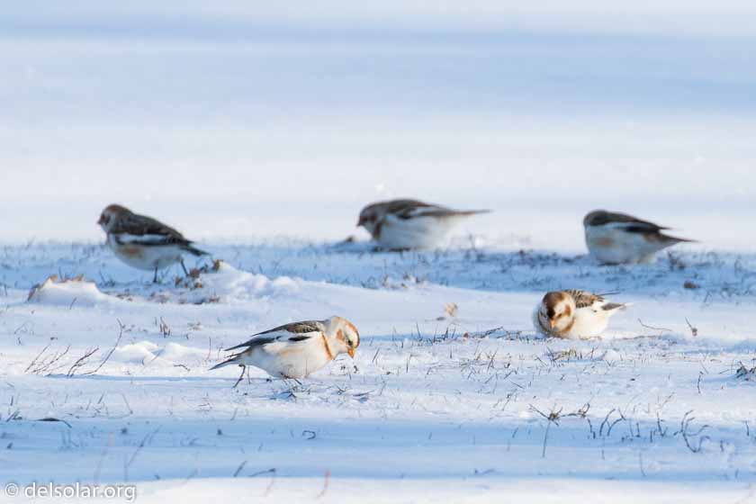 Canon EOS 7D Mark II  --  520 mm  --  EF100-400mm f/4.5-5.6L IS II USM +1.4x III  