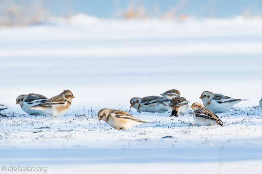 Canon EOS 7D Mark II  --  520 mm  --  EF100-400mm f/4.5-5.6L IS II USM +1.4x III  