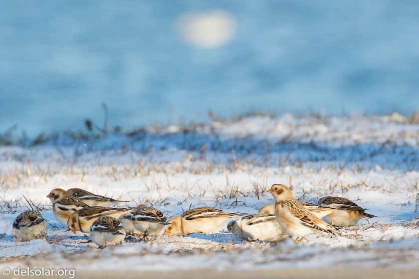 Canon EOS 7D Mark II  --  520 mm  --  EF100-400mm f/4.5-5.6L IS II USM +1.4x III  