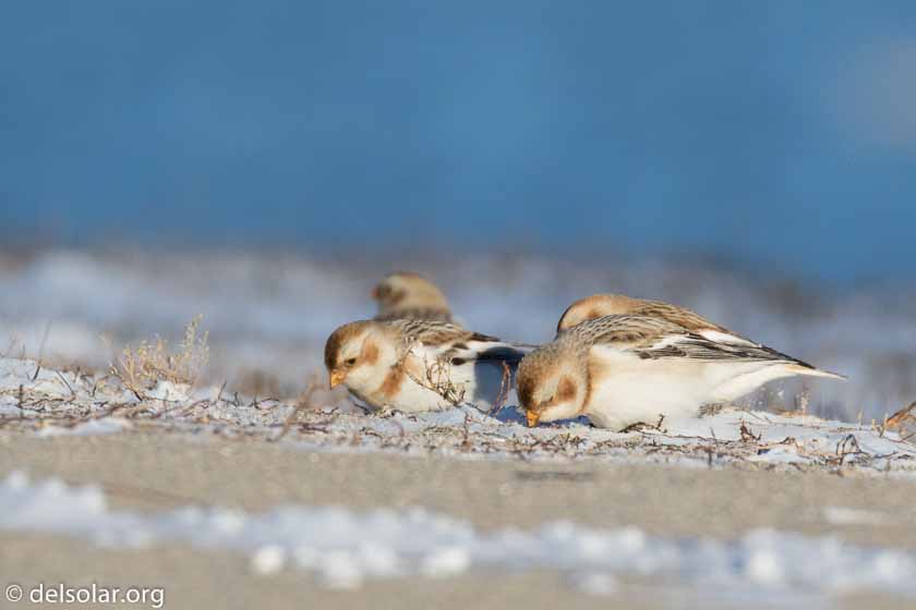 Canon EOS 7D Mark II  --  560 mm  --  EF100-400mm f/4.5-5.6L IS II USM +1.4x III  