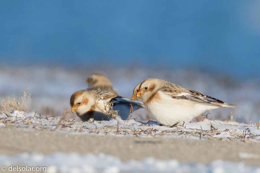 Canon EOS 7D Mark II  --  560 mm  --  EF100-400mm f/4.5-5.6L IS II USM +1.4x III  