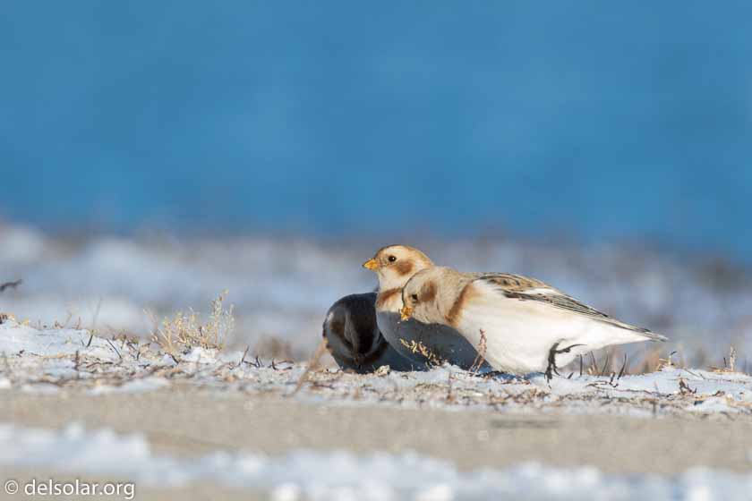 Canon EOS 7D Mark II  --  560 mm  --  EF100-400mm f/4.5-5.6L IS II USM +1.4x III  