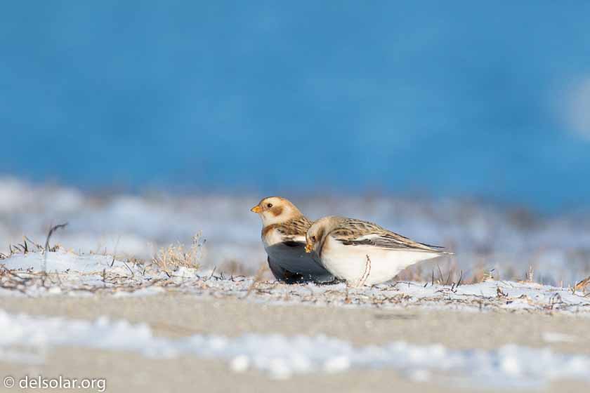 Canon EOS 7D Mark II  --  560 mm  --  EF100-400mm f/4.5-5.6L IS II USM +1.4x III  