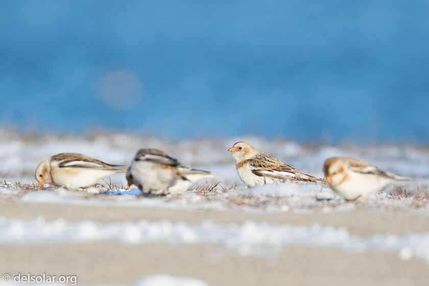 Canon EOS 7D Mark II  --  560 mm  --  EF100-400mm f/4.5-5.6L IS II USM +1.4x III  